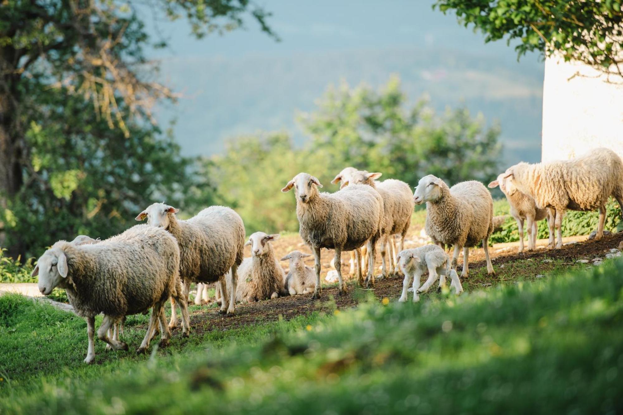 Eco Tourist Farm Ravnjak Slovenj Gradec Luaran gambar